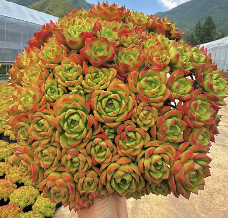 【盆栽老桩 玫瑰蒂亚】老桩玫瑰蒂亚多肉