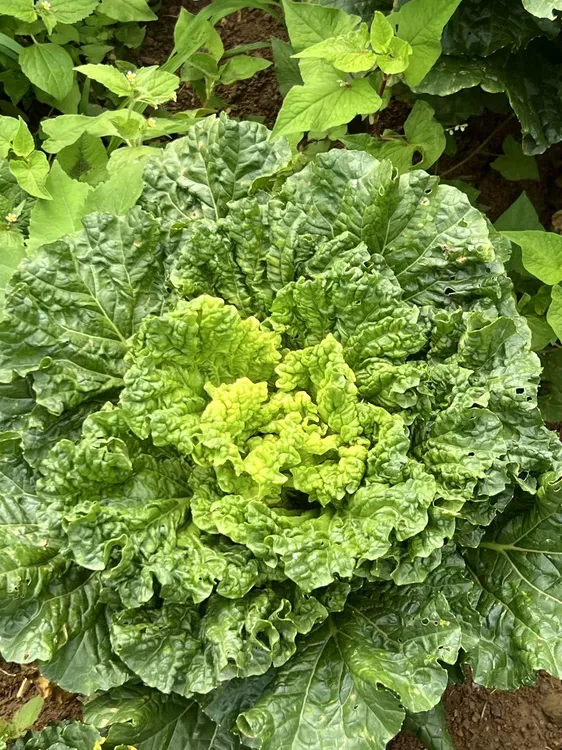 现砍现发贵州高山露天自然生长青麻叶蔬菜白菜火锅菜新鲜