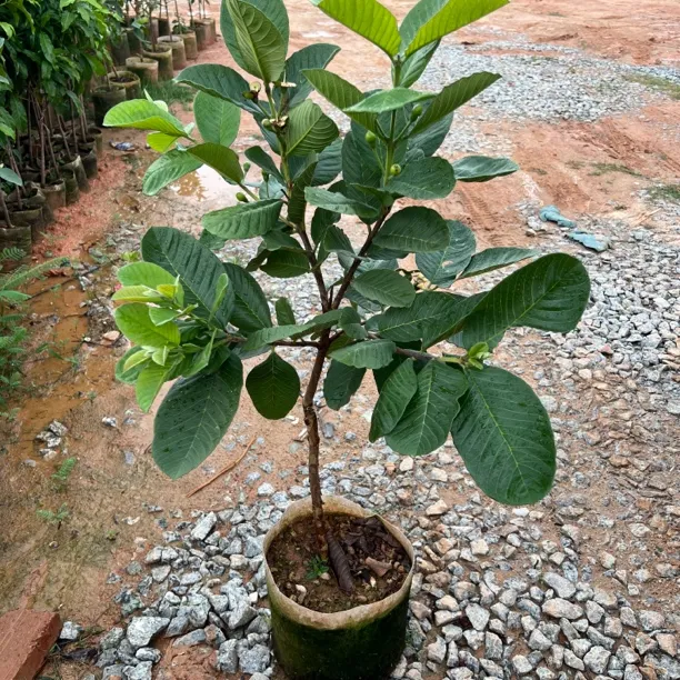 四季奶油芭乐石芭乐胭脂红芭乐果苗庭院，红宝石芭乐根果树室内