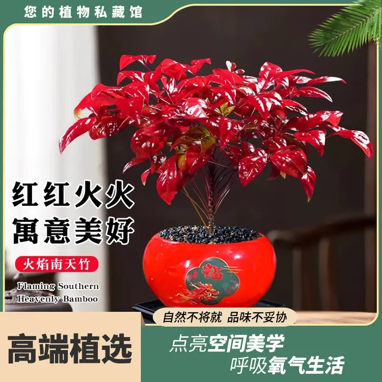 火焰南天竹冬季耐寒越冷越红盆栽室内客厅阳台好养净化空气盆景