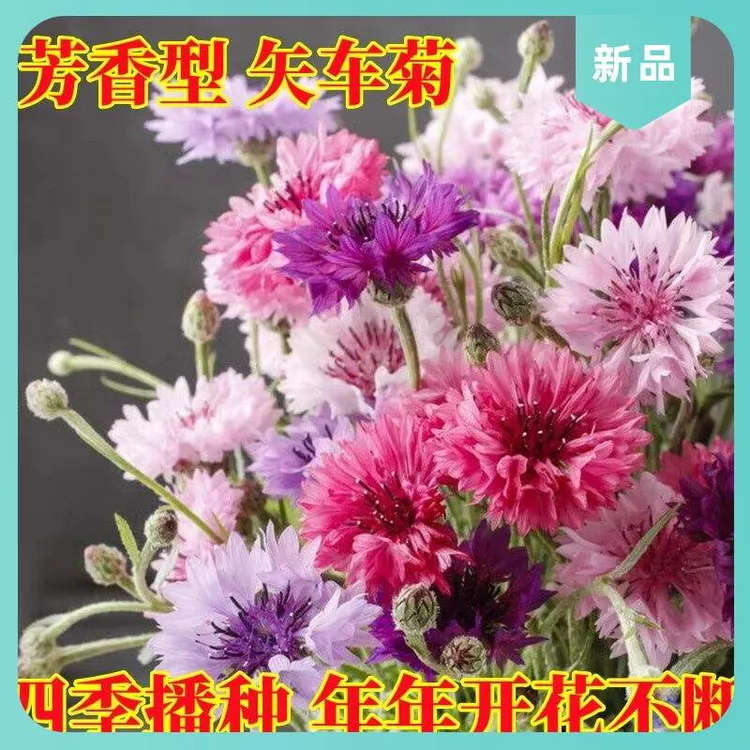 蓝易活矢车菊四季盆栽耐寒庭院芙蓉花播种花种籽子花种子开花室外