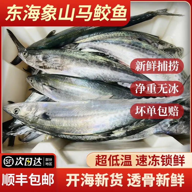 【顺丰包邮】东海象山新鲜大马鲛鱼白腹马鲛鱼海捕冷冻鲅鱼燕尾鱼