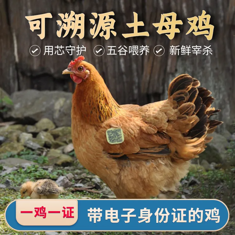 (直播专属）大别山散养黄油老母鸡新鲜宰杀土母鸡煲汤佳品