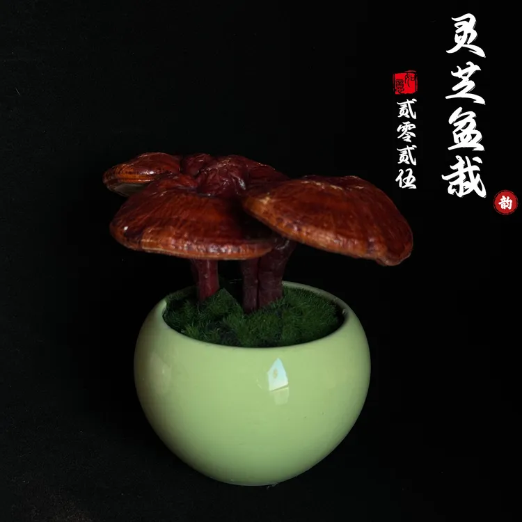 灵芝鸡腿菇观赏盆栽观赏盆景室内装饰桌面摆件活灵芝盆栽
