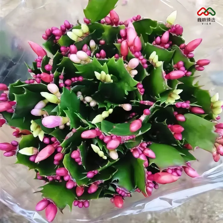 【带花苞】多色蟹爪兰盆栽耐旱室内外阳台好养易活净化空气懒人绿植