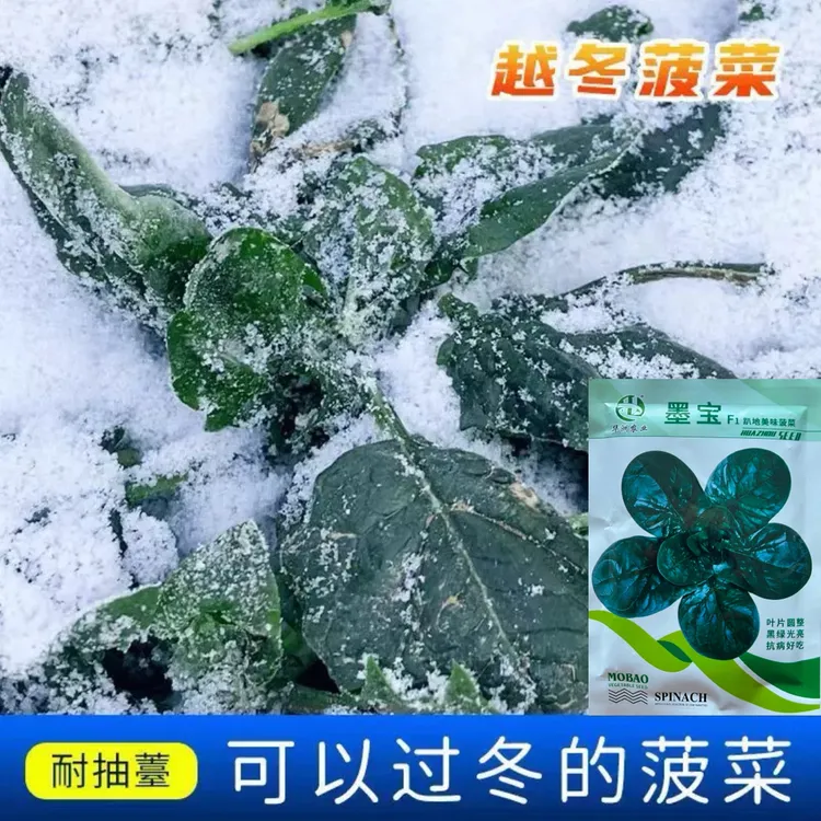 趴地菠菜种子圆叶菠菜耐寒耐抽薹抗病高产越冬蔬菜种子大全小菠菜
