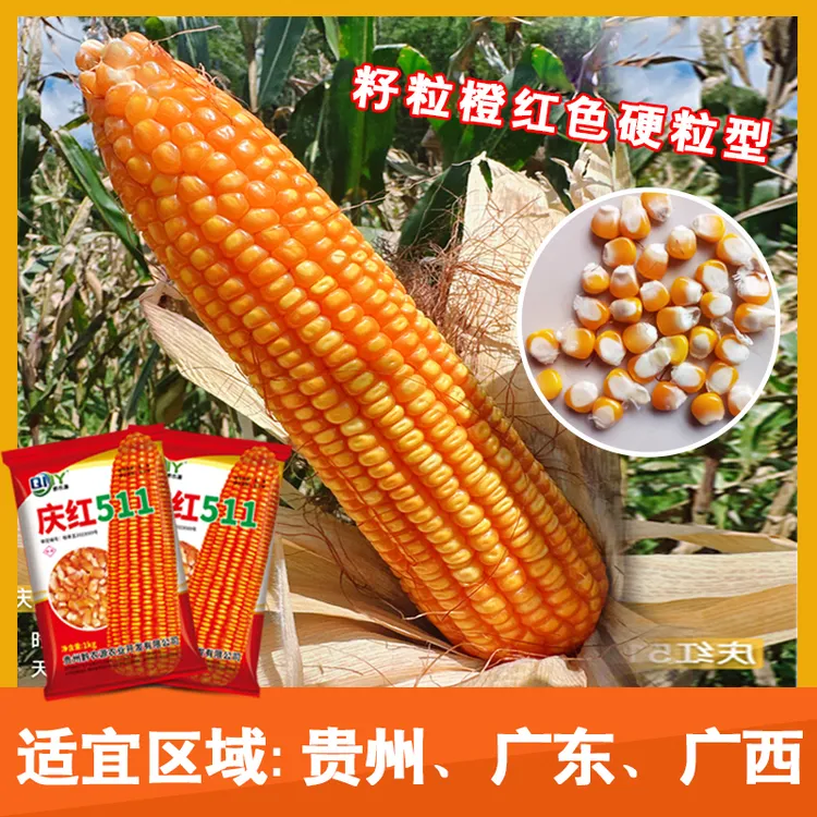 全硬粒型热区品种庆红511玉米种子适宜中低海拔种植包谷种子