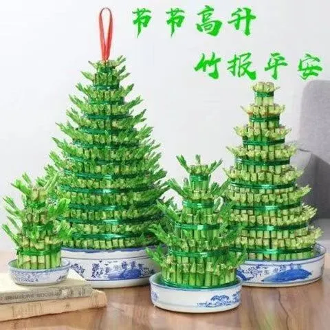 水养竹塔节节高富贵竹水培水养植物盆栽观音竹客厅招财竹多层竹塔