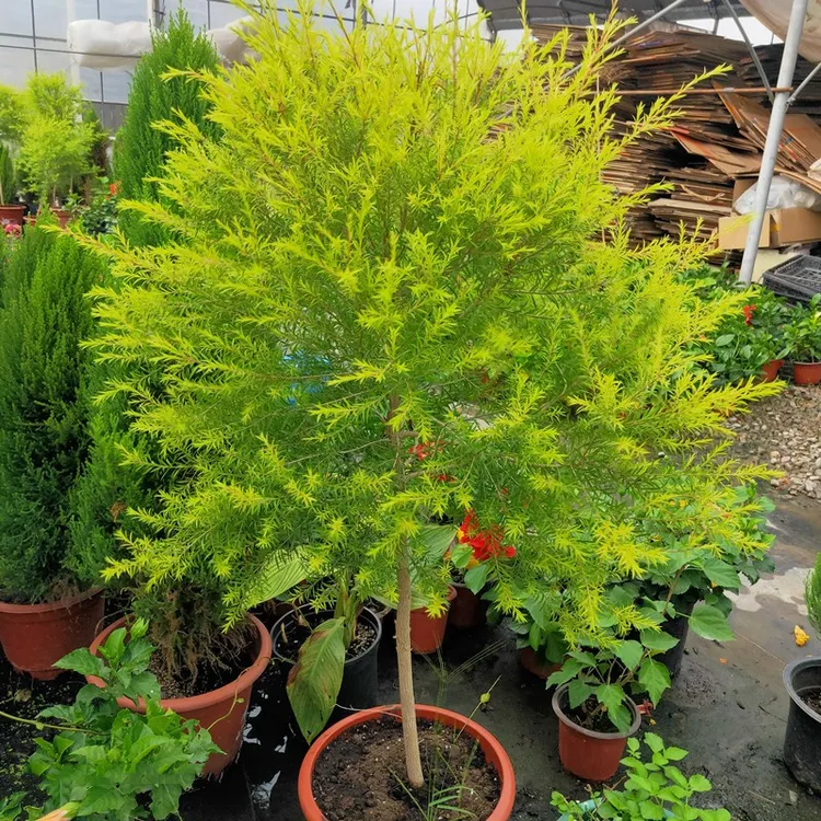 黄金香柳清香木独杆大盆大苗带香味庭院阳台地栽盆栽观叶绿植包邮