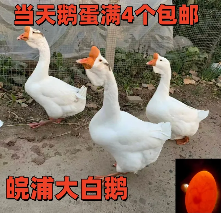 新鲜白狮头鹅蛋大品种皖西皖浦鹅蛋4个起包邮当天蛋现捡现发
