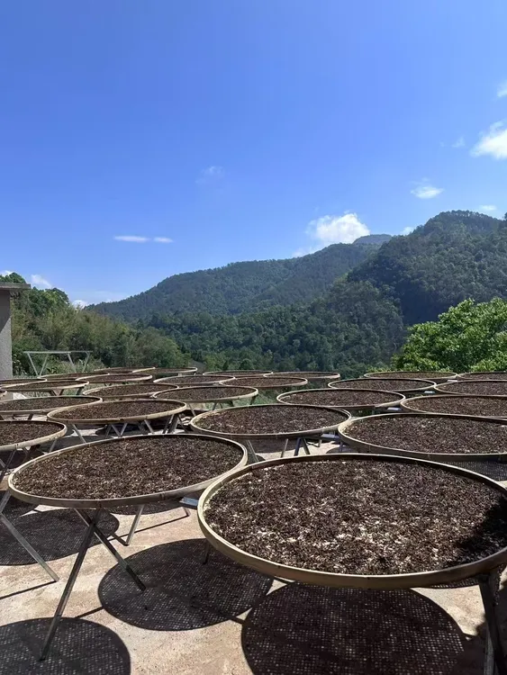 【古树晒红】2025年岩子头古树晒红 200克起拍