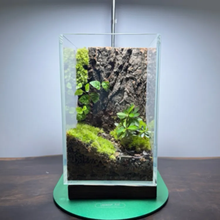 BOTANICOOL植酷室内苔藓微景观 精致生态桌面景观懒人缸 创意青苔