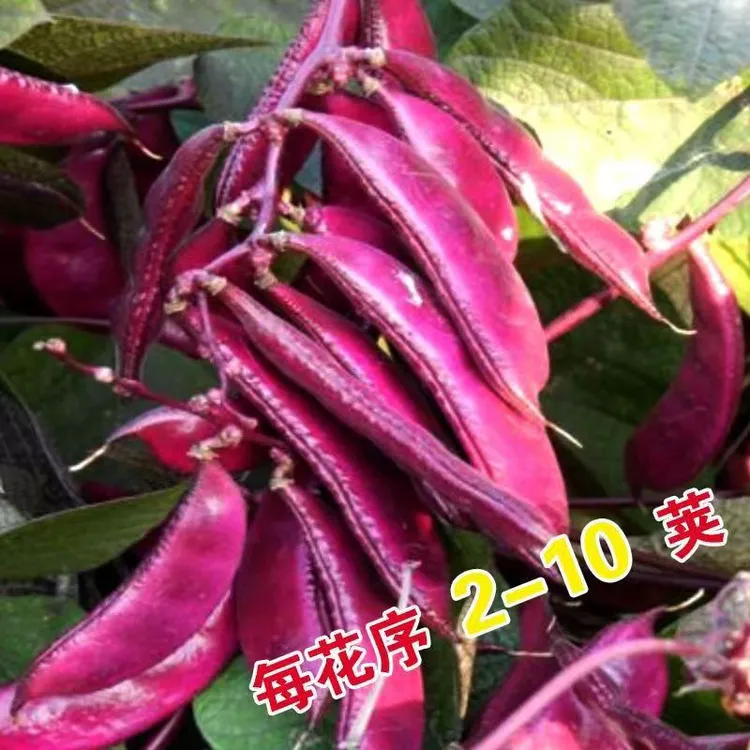 红眉豆种子早熟高产紫红眉豆种子摘不败的扁豆阳台盆栽大田易发芽
