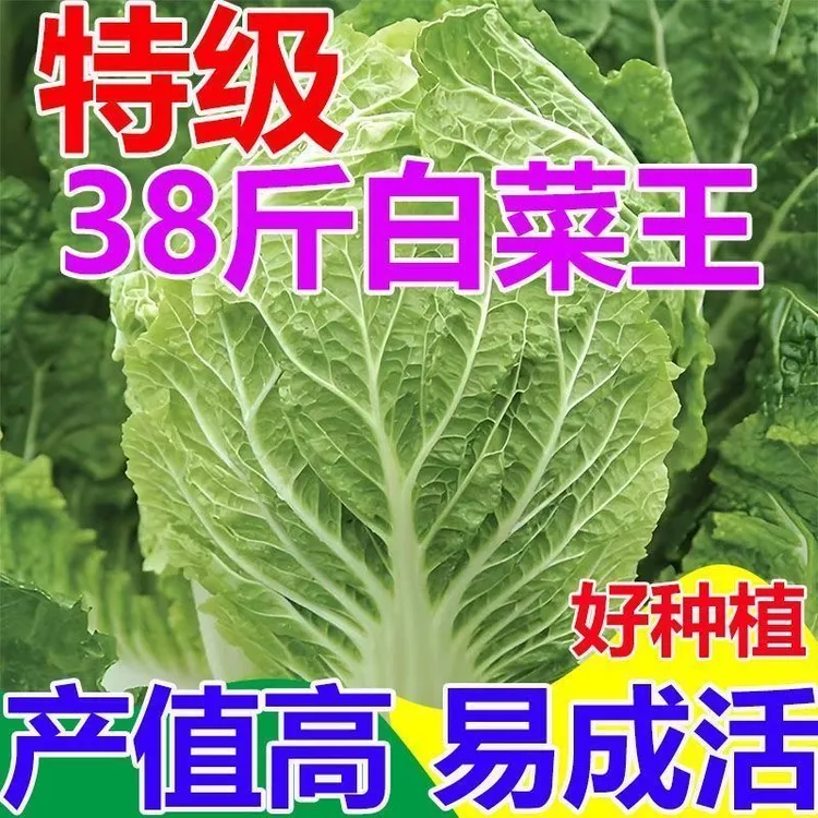 冬储38斤大白菜种子东北冬储大白菜腌菜白菜种子黄心四季蔬菜种籽