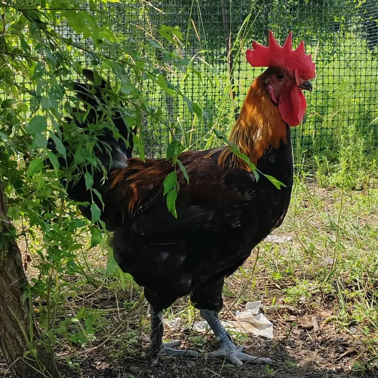 东北 1 年多 散养溜达鸡土鸡大笨公鸡现抓现杀全国顺丰包邮活鸡
