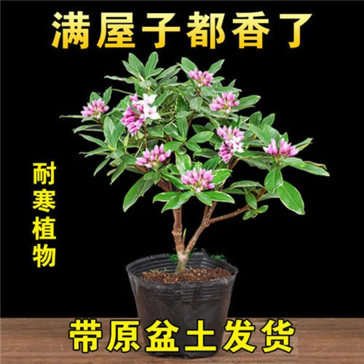 金边瑞香耐寒花卉观花植物室内带花浓香型观花盆栽四季盆景绿植花