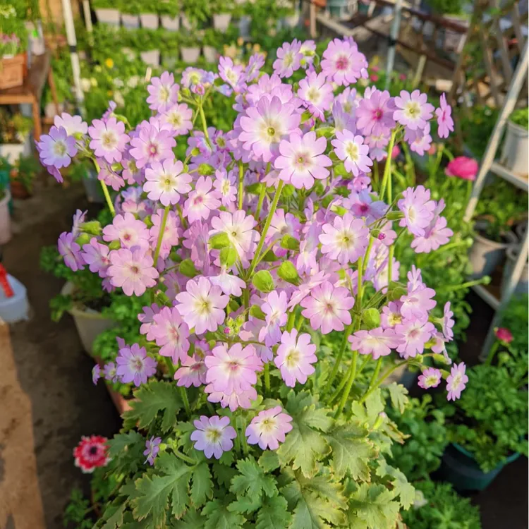 【缤纷甄选】精品陕西羽叶报春苗不带花到手一盆