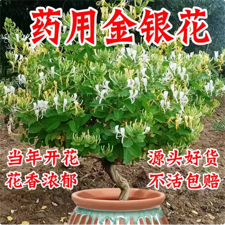 可食用金银花树苗浓香老桩带花苞四季开花卉盆栽桂花庭院爬藤植物