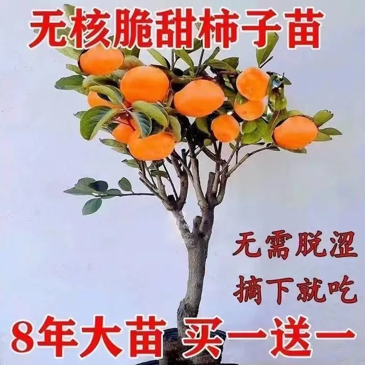 无核冰糖柿子树苗当年结果无子脆皮甜脆柿子苗盆栽地栽南北方种植