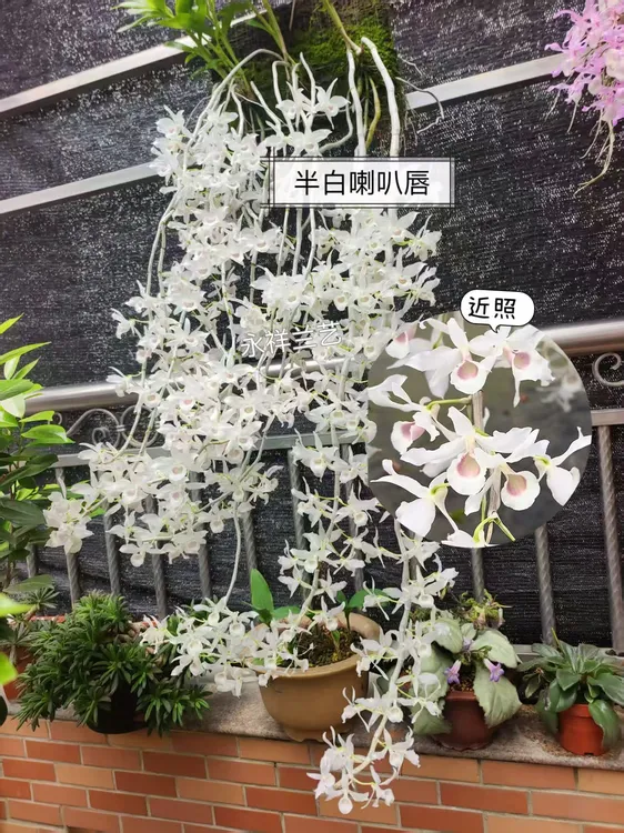 永祥兰艺 半白喇叭唇石斛个体