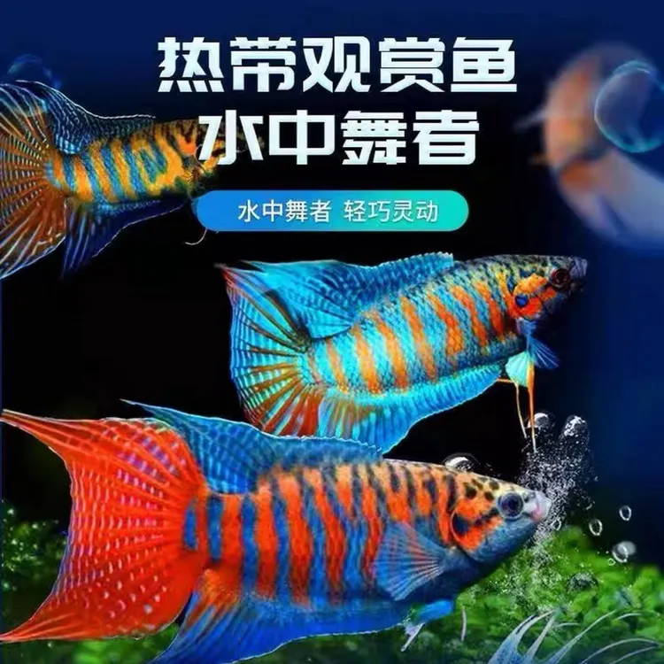 新手好养巨普叉中国斗鱼活体冷淡水观赏小型鱼菩萨鱼天堂鱼不打氧