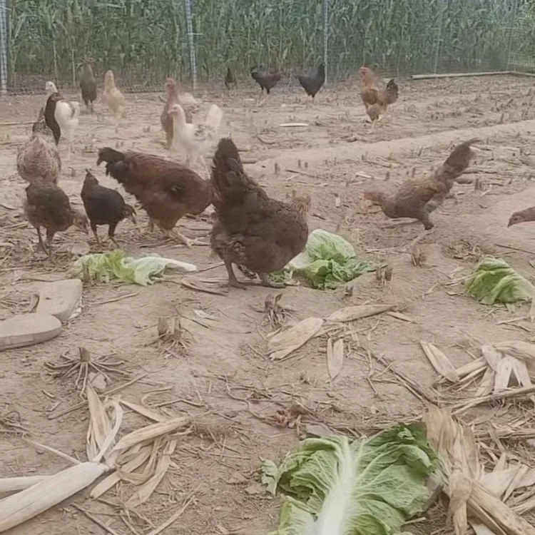 【土鸡蛋20枚】农家散养土鸡蛋纯谷物喂养新鲜现捡现发破损包赔整箱