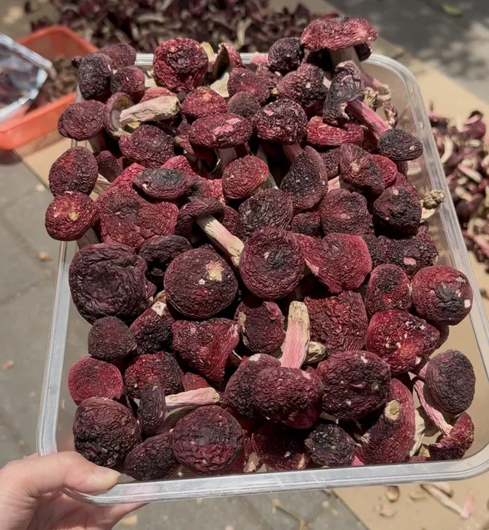 新福建三明永安野生红菇中标蓝底实心硬脚肉质肥厚口感鲜甜