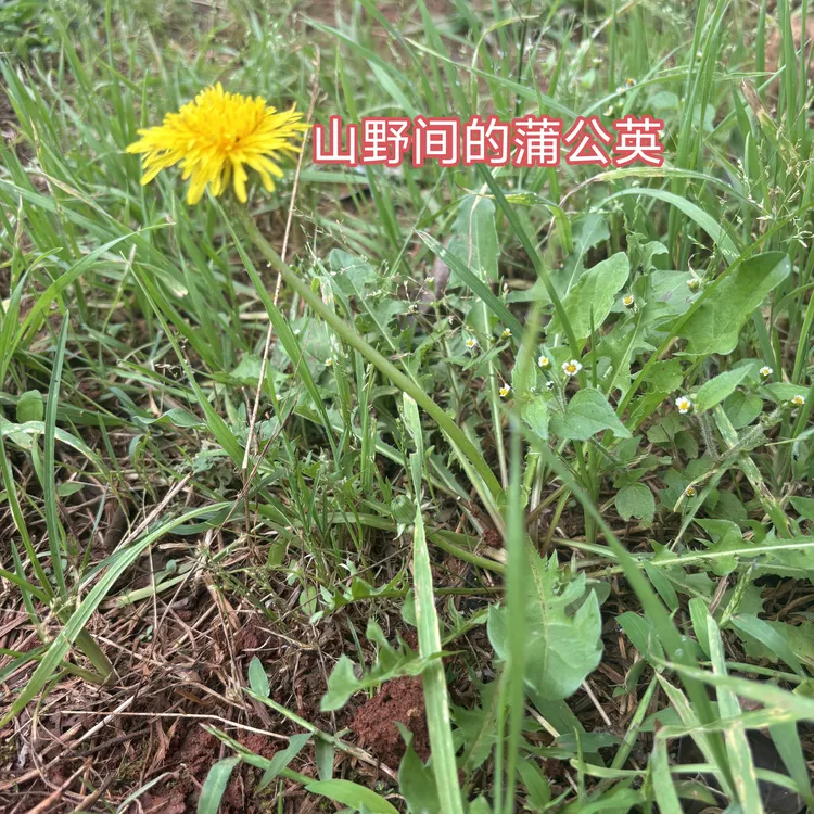 云南野生带根叶新鲜蒲公英1斤整株蒲公英苗种植煮水蔬菜婆婆丁茶