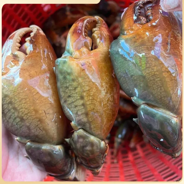 新鲜青蟹腿特大蟹钳鳌大肉多海鲜水产活蟹青蟹脚野生现掰蟹脚钳