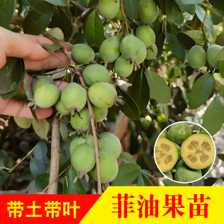 菲油果安德烈斐济果又叫费约果地栽盆栽庭院种植果树苗