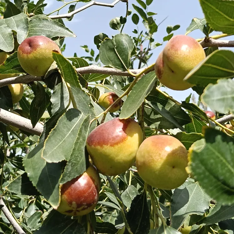 现摘现发新疆若羌冬枣鲜枣露天自然成熟沙漠边缘碱地种植航空包邮