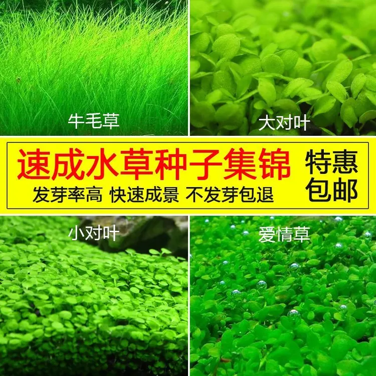 四季速成大小对叶水草种子生态鱼缸造景水缸前景草坪草籽牛毛草籽
