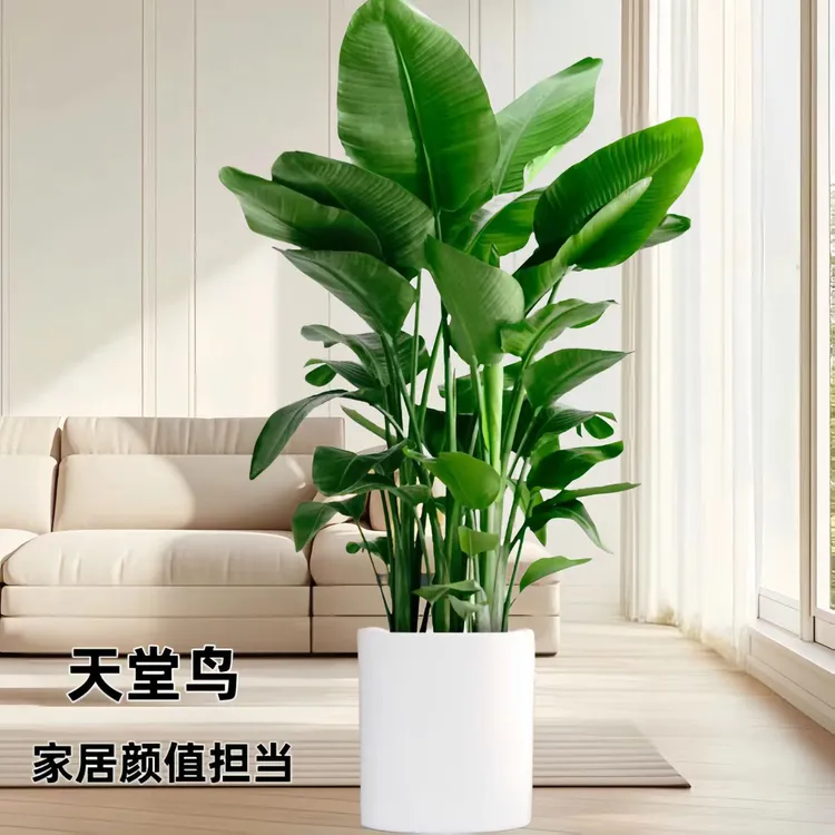 【1.6-1.8米天堂鸟】室内好养大型绿植办公室叶片自然开裂 介意慎拍