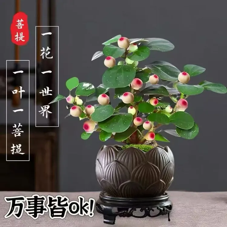 【小盼菩提】禅意小盼菩提树带果盆景书房桌面办公老桩客厅摆放菩提