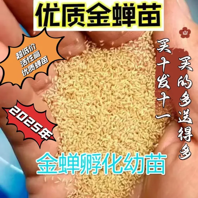 优质金蝉苗蝉蚁知了猴知了龟优质金蝉幼苗批发