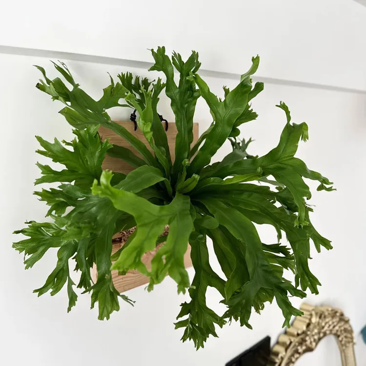 鹿角鸟巢蕨盆栽室内桌面绿植四季常青观叶植物好养净化空气除甲醛