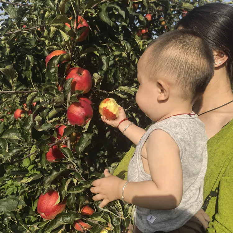 云南昭通红露苹果
