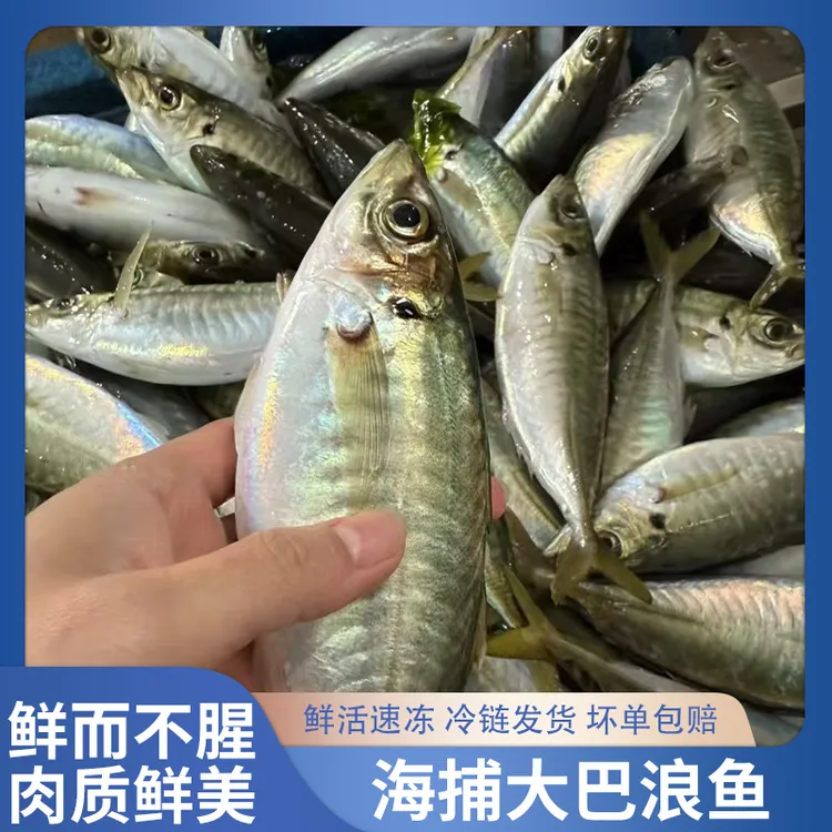 福建东山岛海鲜盐焗竹荚鱼鲜冻发货土豪巴浪鱼2斤发顺丰