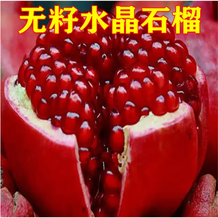 石榴树树苗特大突尼斯软籽黑籽南北方庭院盆地栽带土种植当年结果