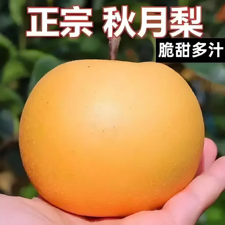 【保真！顺丰包邮】正宗山东莱阳秋月梨产区现摘现发水果细腻化渣