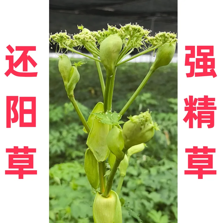 还阳草长寿菜神仙草强精草盆栽连盆带土阳台地栽庭院种植四季可种