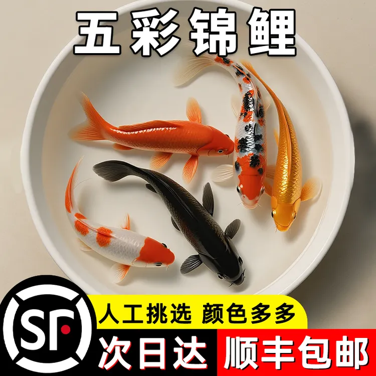 顺丰锦鲤鱼活鱼观赏鱼纯种鱼大型红白冷水淡水好养耐活金鱼小鱼苗