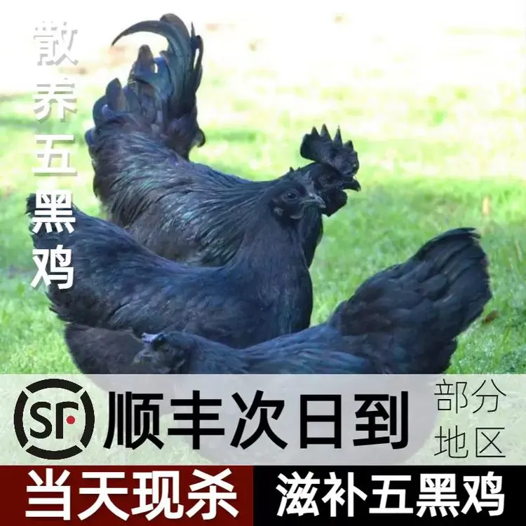 纯粮散养二年老母鸡（五黑鸡顺丰包邮）高压锅40分钟，铁锅炖2小时
