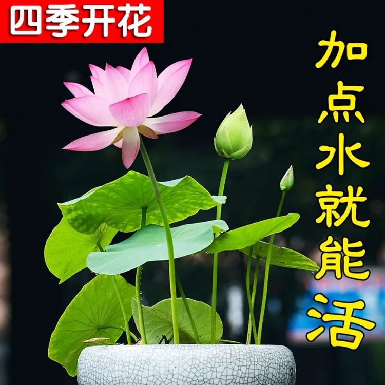 /开口莲子荷花种子莲子种子水培观花菜莲种子四季种水养非碗莲种
