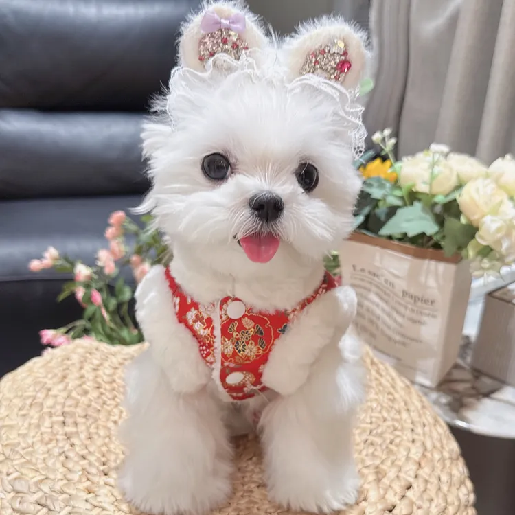 冬款宠物新年服锦缎刺绣繁花似锦