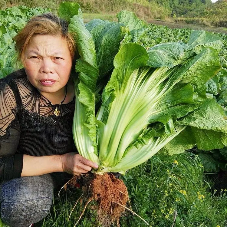 宽叶厚肉高脚芥菜本地大菜四季菜种青菜腌制酸菜泡菜阳台蔬菜种子