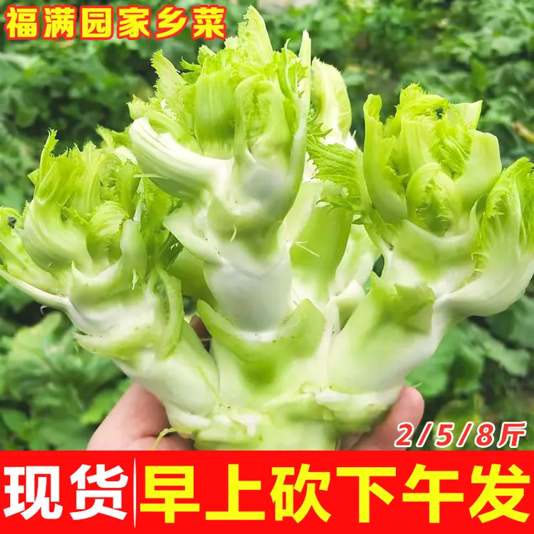 四川娃娃儿菜新鲜嫩儿仔新鲜时令农家蔬菜当季现摘娃娃菜母子泡菜