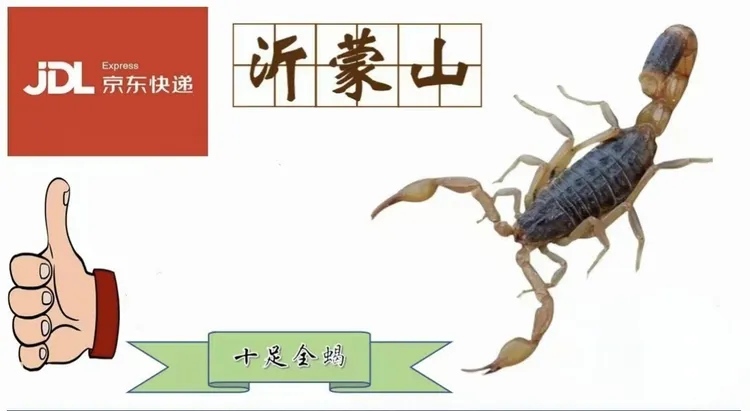 沂蒙山十足全蝎，大号蝎子，六公分左右，发七十只