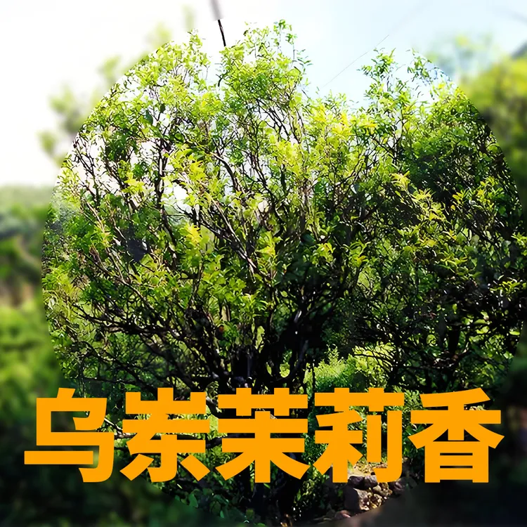【凤凰单丛茉莉香】春茶高山清香型原料乌龙茶冷泡茶热潮汕口粮茶