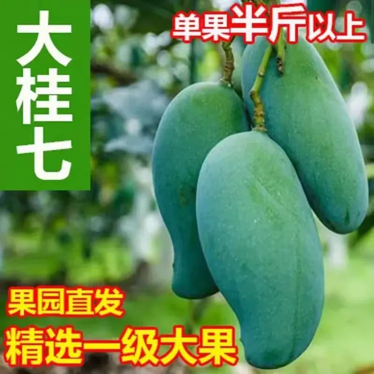 正宗广西桂七芒3/9斤装大果 新鲜现摘当季香甜肉厚皮薄芒果